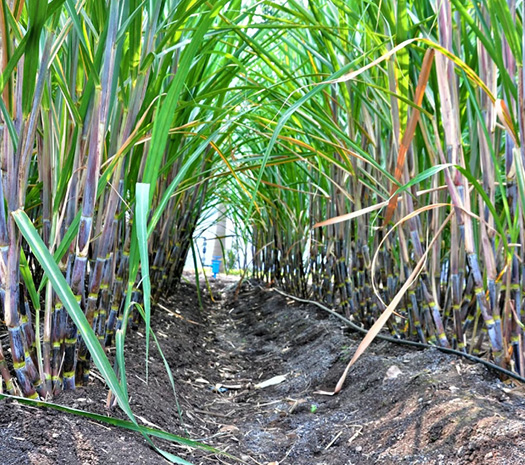 甘蔗